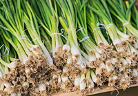 Spring Onion
